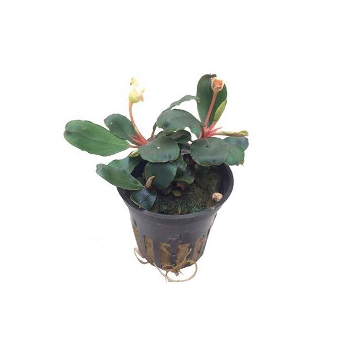 Bucephalandra Sp Red Ζωντανό Φυτό Ενυδρείου