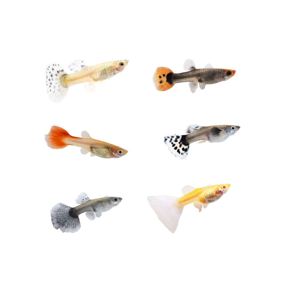 ΓΚΑΠΥ ΘHΛYΚΑ (mix) American Livebear Poecilia Reticulata Guppy Assorted Female, XL 4-4.5cm