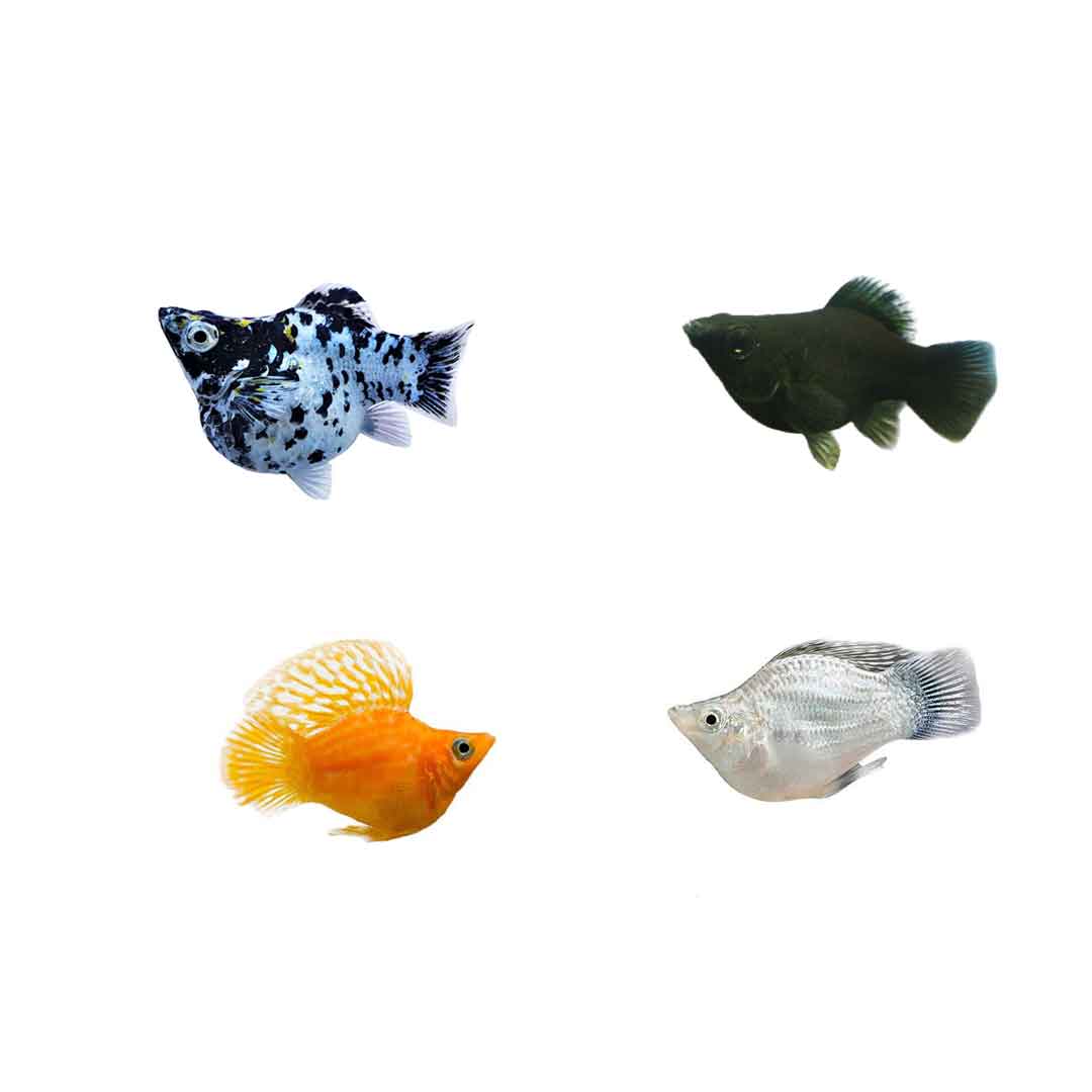  Molly balloon mix 3-4cm