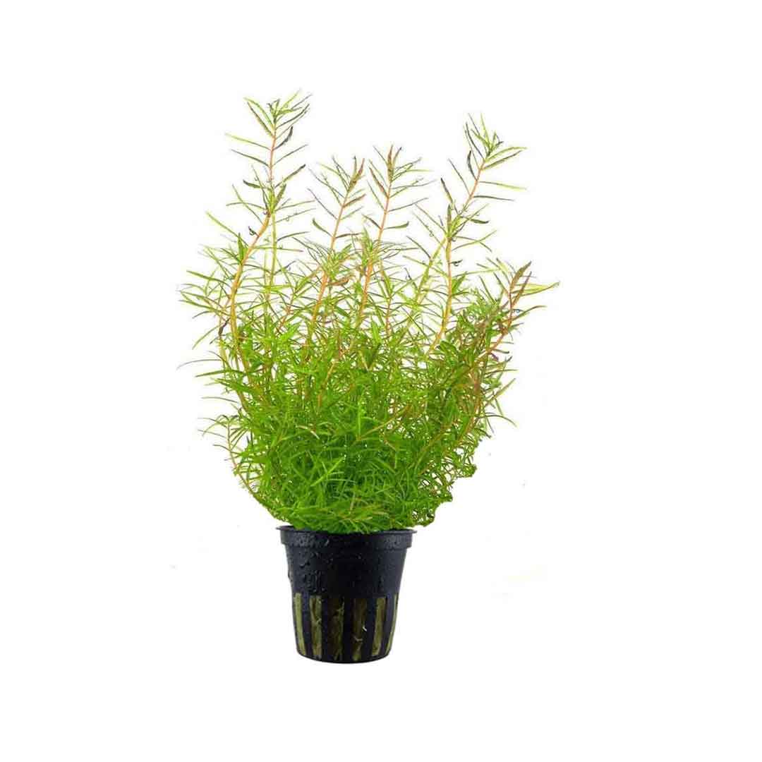 Rotala Vietnam Hra Ζωντανό Φυτό Ενυδρείου