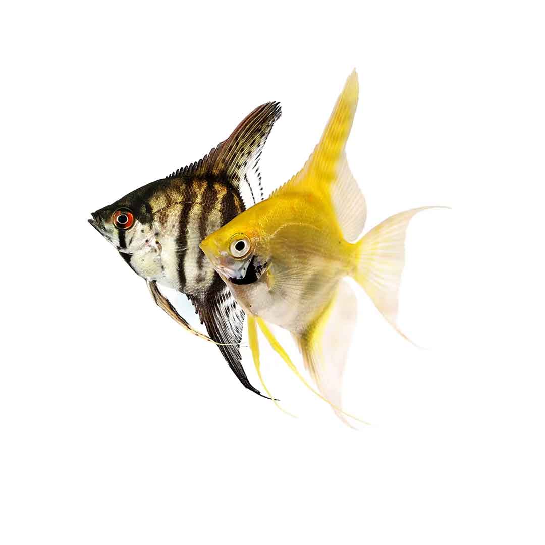 Σκαλάρι Αγγελόψαρο- Pterophyllum Scalare 3-4cm μικρό