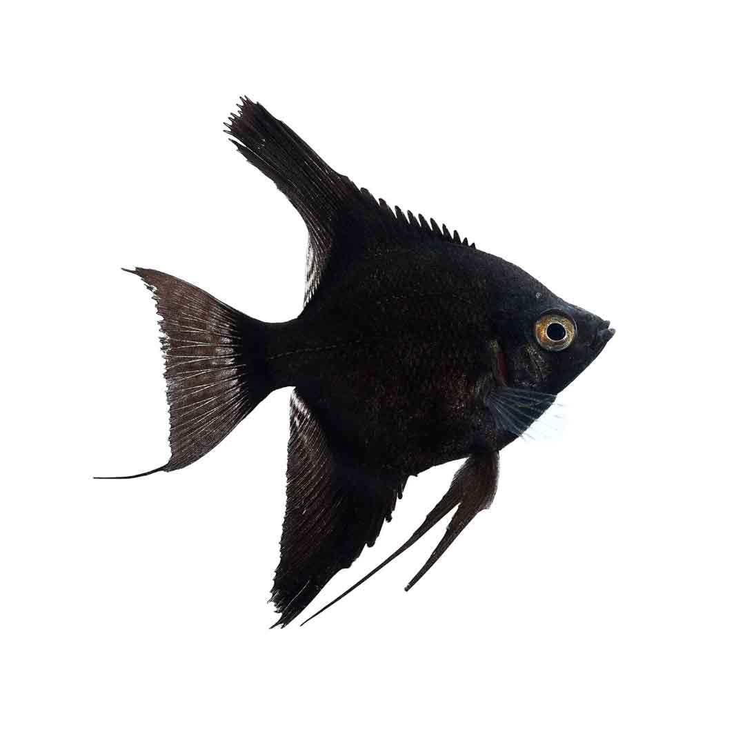 Σκαλάρι Αγγελόψαρο- Pterophyllum Scalare 3-4cm μικρό