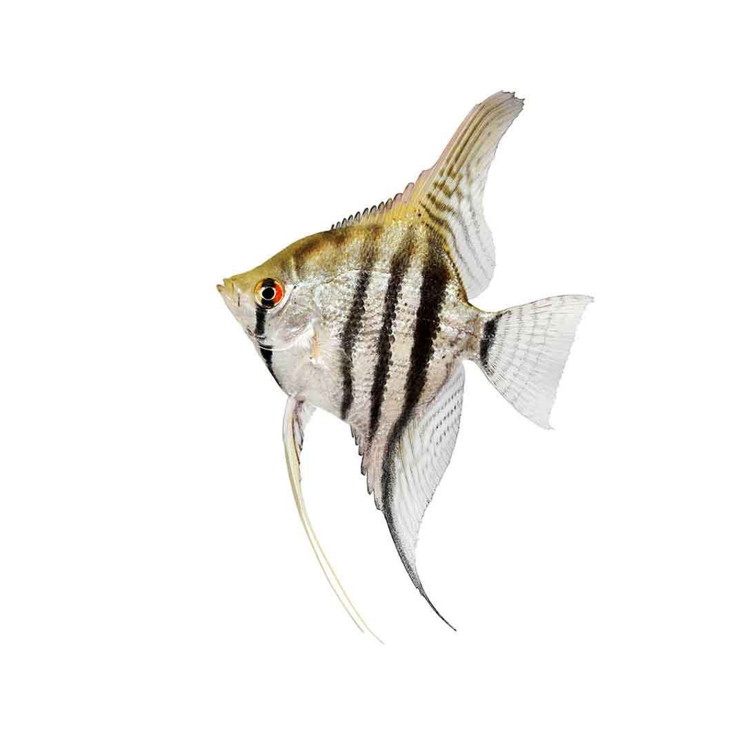 Σκαλάρι Αγγελόψαρο- Pterophyllum Scalare 3-4cm μικρό